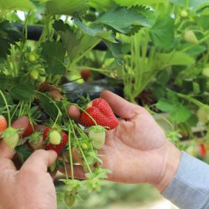 VallonSainteMarthe-fraises